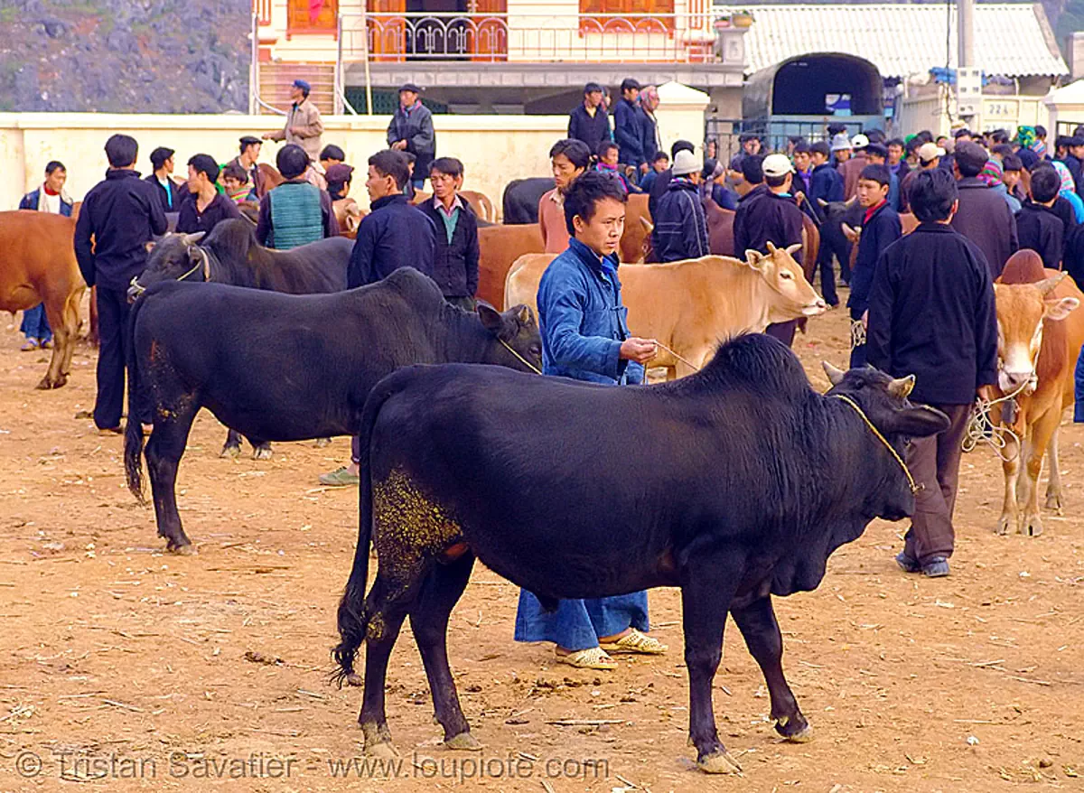 bull market - vietnam, bulls, cattle, cows, hill tribes, livestock, m&egrave;o vạc, stock photo
