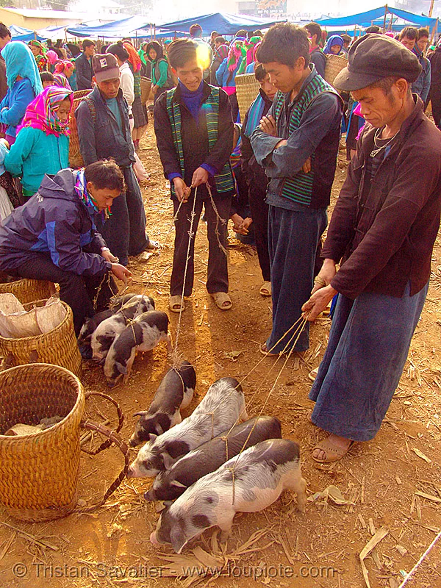 piglets at the market - vietnam, hill tribes, livestock, men, m&egrave;o vạc, pigs, small, stock photo