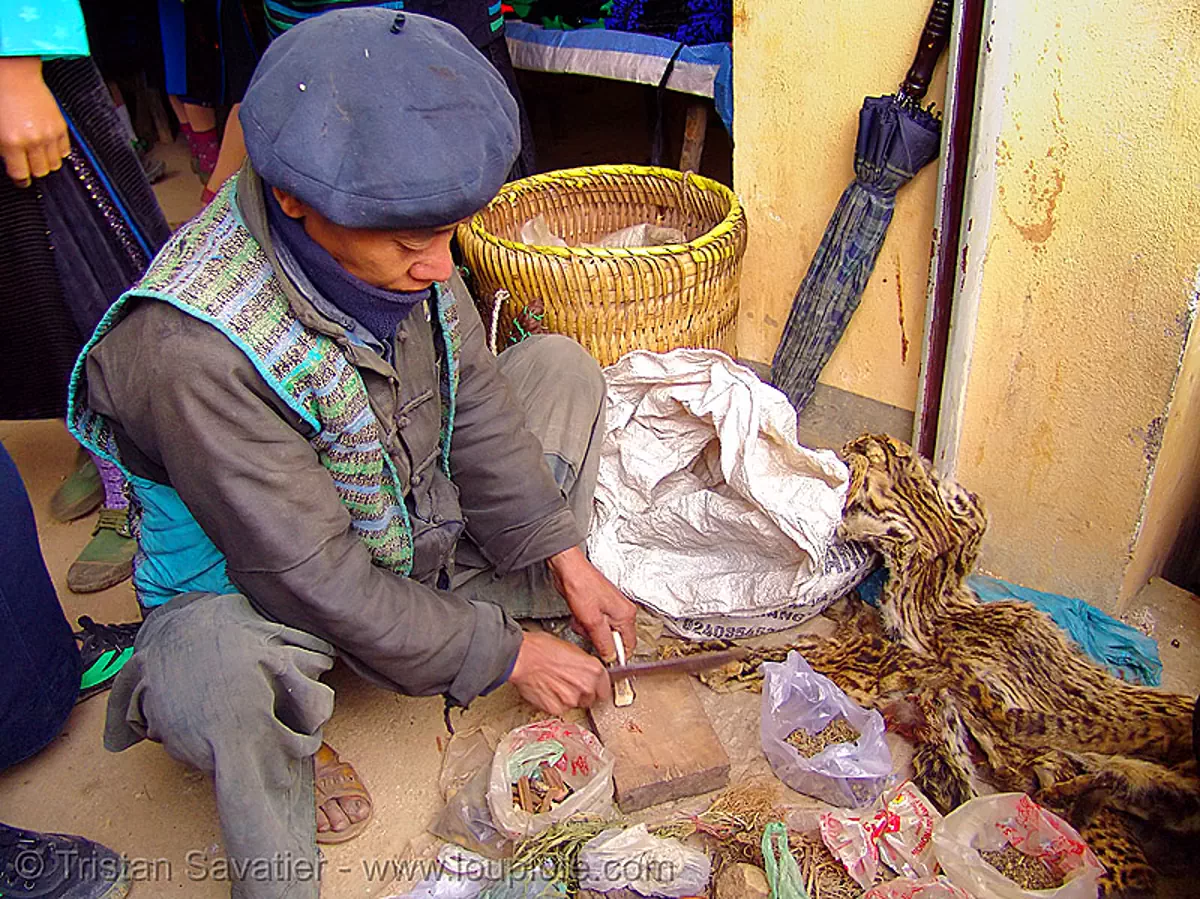 medicine man - vietnam, healer, healing, hill tribes, market, medicinal herbs, medicinal plants, m&egrave;o vạc, vietnam shaman, stock photo