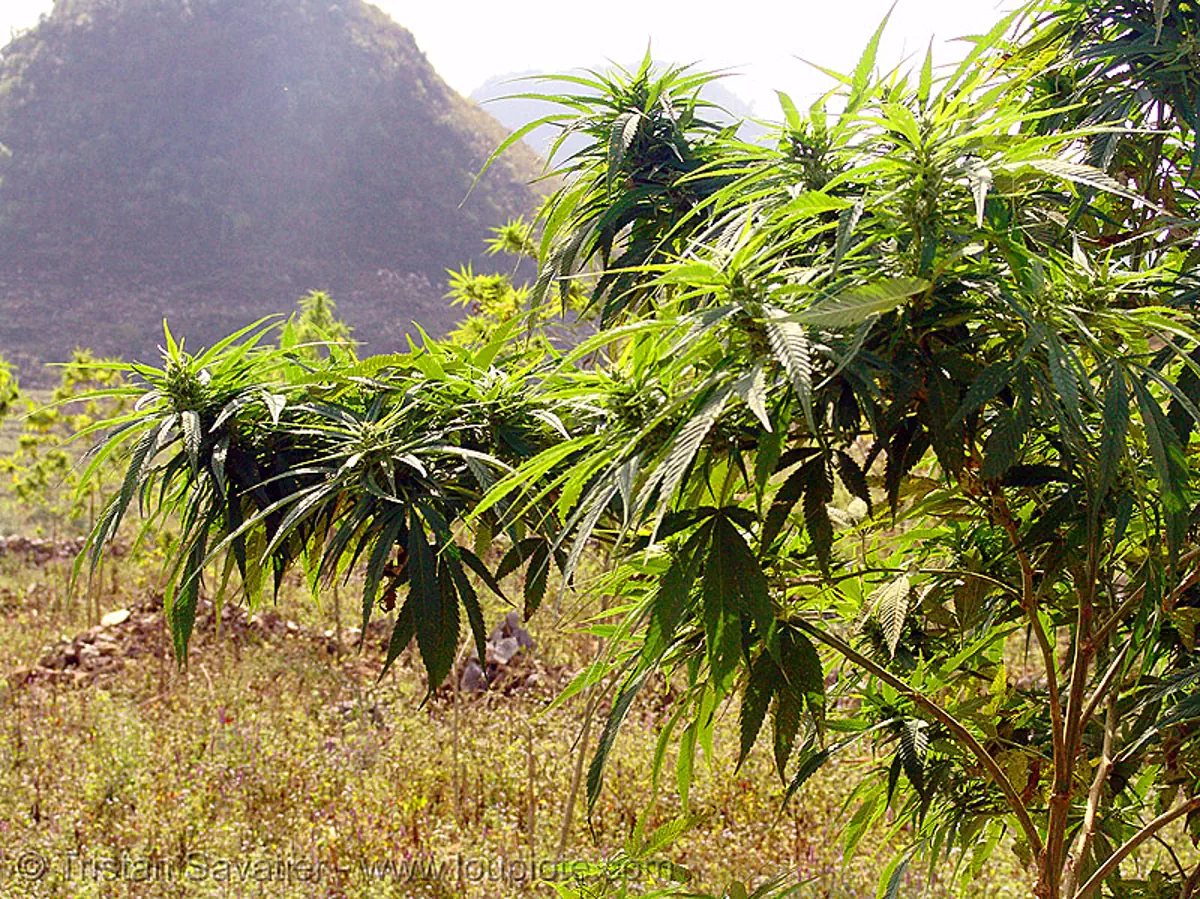 Photo Cannabis