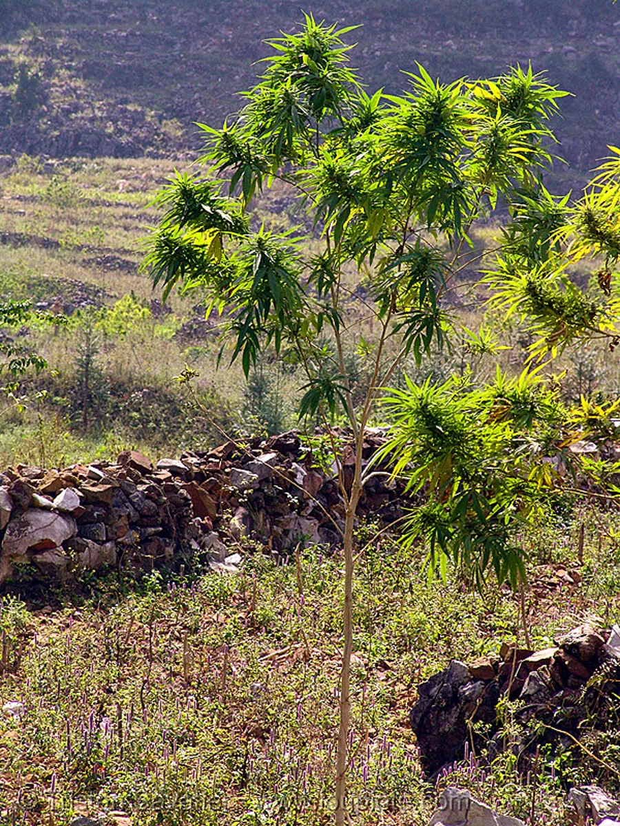 marijuana - cannabis tree, cannabaceae, cannabis sativa, drug, green, indian hemp, leaves, marihuana, m&egrave;o vạc, plant, pot, skunkweed, stock photo