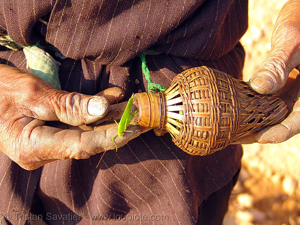 grasshopper bottle - vietnam, eating bugs, eating insects, edible bugs, edible insects, entomophagy, hands, hill tribes, old man, rattan bottle, stock photo