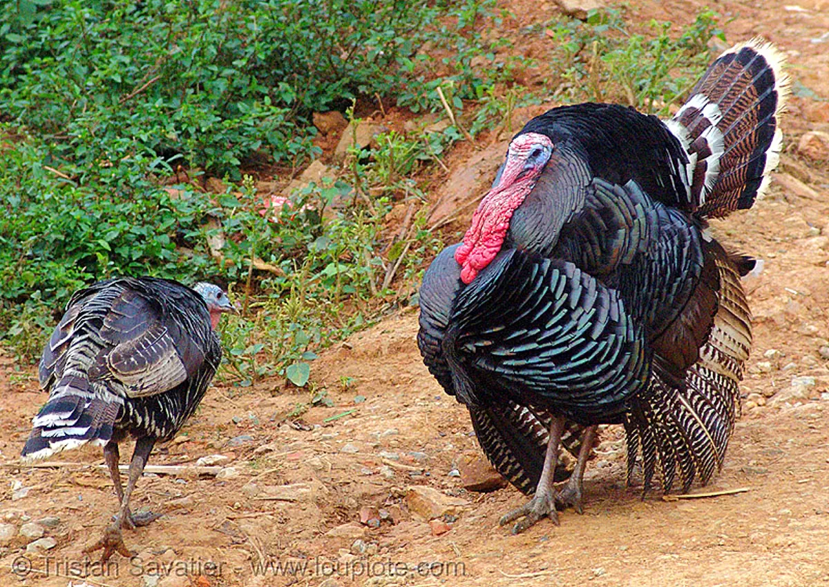 turkey birds courtship