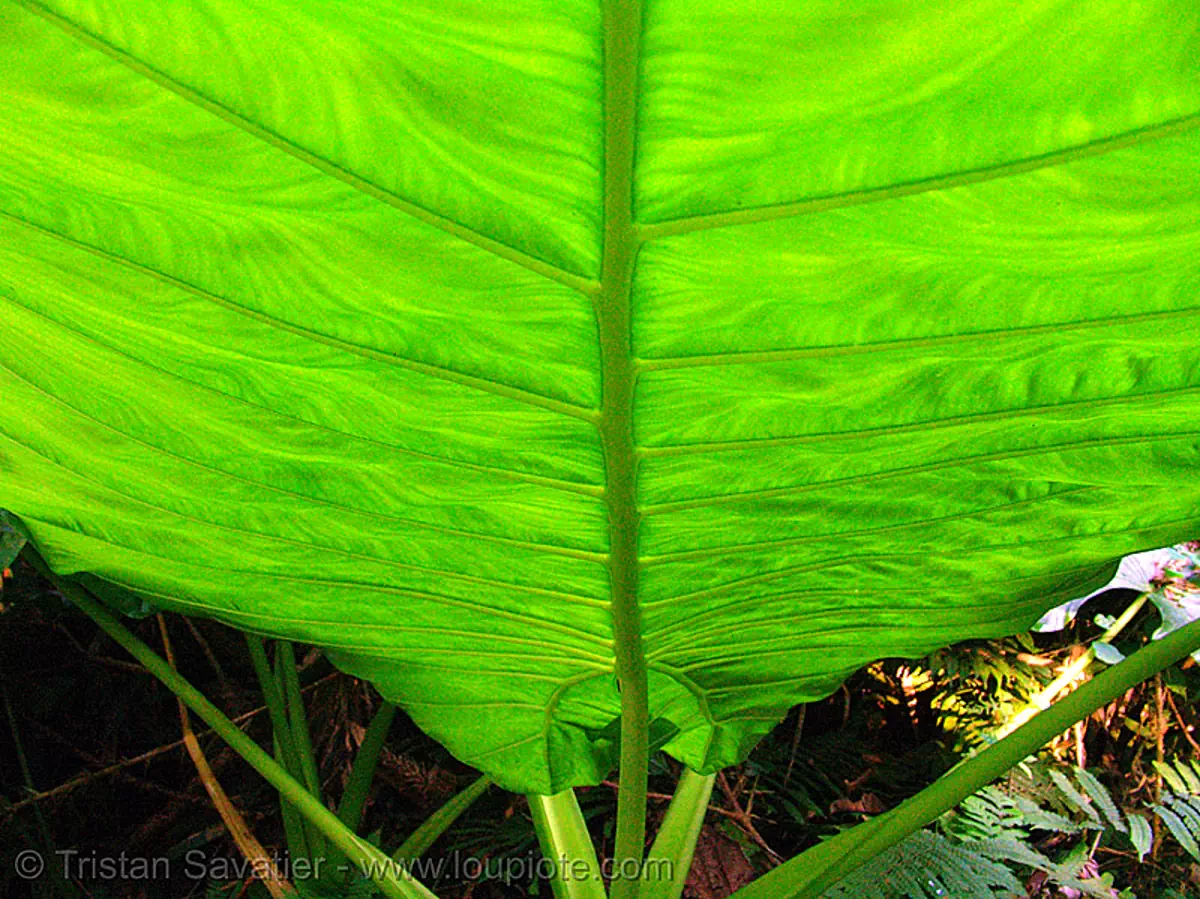 leaf - vietnam, cat ba island, c&aacute;t b&agrave;, green leaf, plant, stock photo