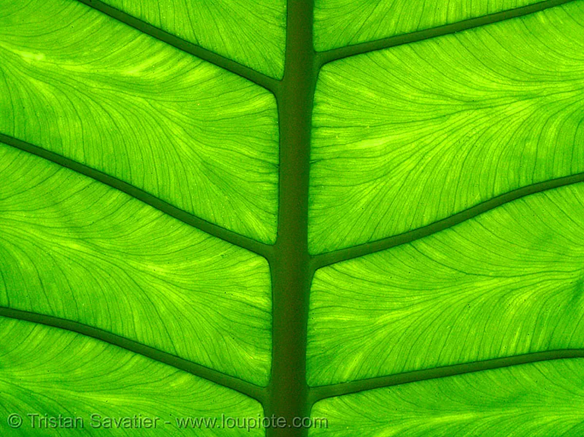 leaf veins, cat ba island, c&aacute;t b&agrave;, green leaf, plant, texture