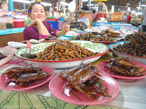 insects - giant waterbugs - market - food - thailand