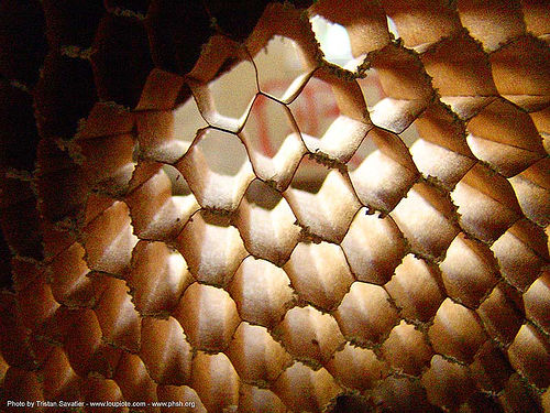 honeycomb wall - abandoned hospital (presidio, san francisco) - phsh
