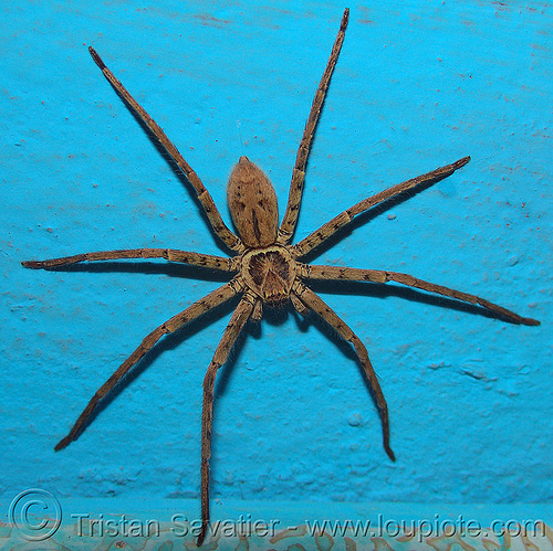 huntsman spider bite. huntsman spider, arachnid