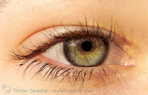 Eye Rods Cones