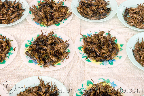 Roasted Crickets