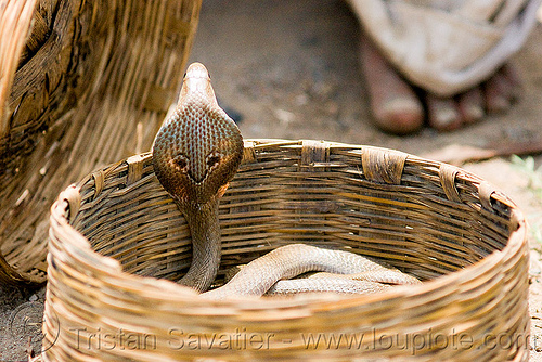 cobra snake in basket india endangered species indian cobra Naja Naja
