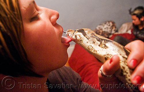 Pet Boa Snake - Tongue kiss. Pet Boa Snake. San Francisco, California, USA