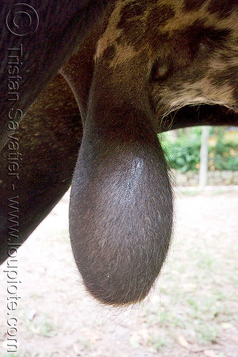 Cows Balls