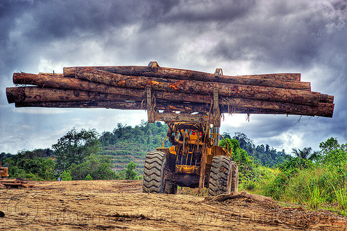 wheeled loader with logging fork moving tree logs, 966c, at work, cat 966c, caterpillar, caterpillar 966c, clouds, cloudy sky, deforestation, environment, front loader, heavy equipment, hydraulic, logging camp, logging forks, machinery, tree logging, tree trunks, working, yellow