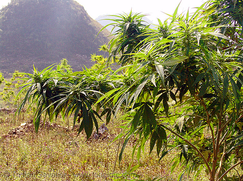 marijuana - cannabis buds. Cannabis grows everywhere, just like weed!
