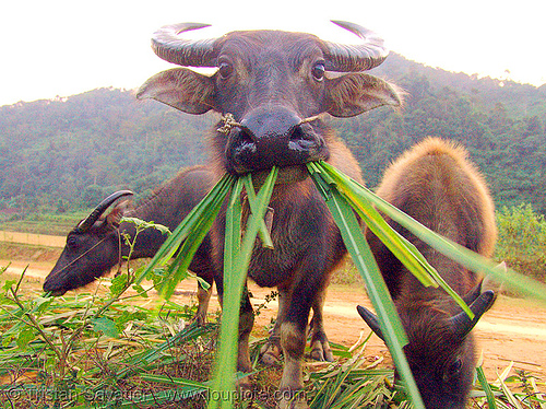 cow buffalo