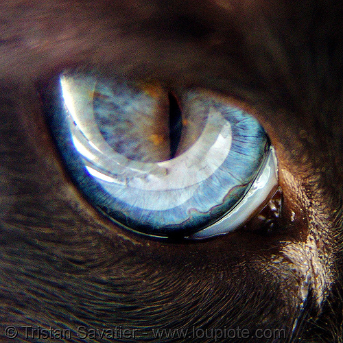 cat eyes in the dark. cat eye - blue - siamese,