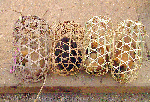 puppies in cages on the market