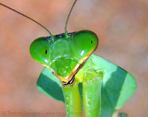 praying mantis head