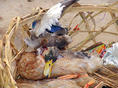 (almost) dead duck, animal rights, bird, bled, blood, dead, duck, dying, fresh, poultry, red