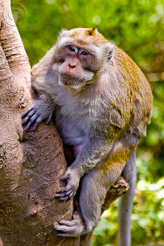 alpha male macaque monkey, alpha male, crab-eating macaque, dominant male, macaca fascicularis, macaque monkey, wild, wildlife