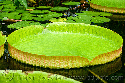 amazon giant water lily leaf - victoria amazonica, amazon water lily, floating, giant water lily, leaves, plants, pond, tropical, victoria amazonica