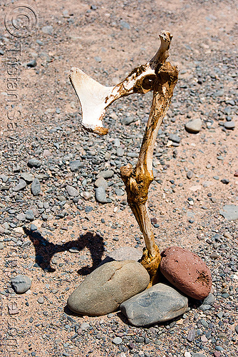 animal leg bones - road marker (argentina), argentina, cafayate, calchaquí valley, carcass, dead, leg, noroeste argentino, road, valles calchaquíes