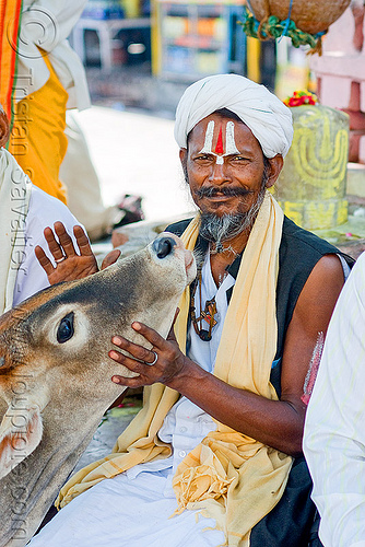 baba (hindu holy man) with cow - orchha (india), baba, beard, cow, headwear, hindu holy man, hindu man, hinduism, orchha, ramanandi tilak, tilaka
