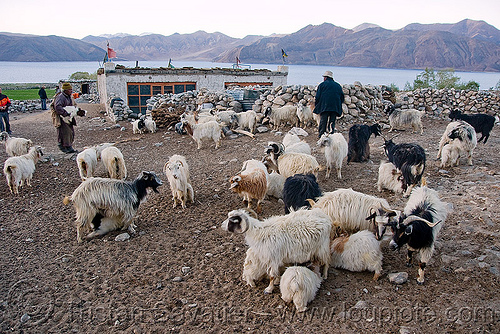 baby goats suckling - pangong lake - ladakh (india), baby animal, baby goats, changthangi, herd, ladakh, pashmina, spangmik, suckling