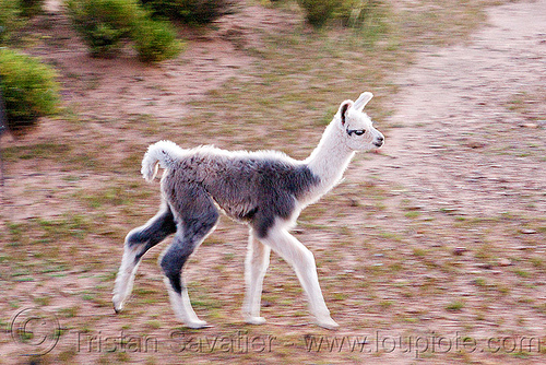 baby llama - they are called cria, altiplano, argentina, baby animal, baby llama, cria, fluffy, fuzzy, grey, lumará, noroeste argentino, pampa, quebrada de humahuaca, walking