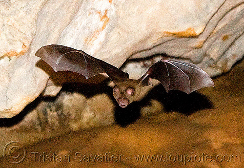 bat in flight, bat, caving, flying, natural cave, spelunking, wildlife