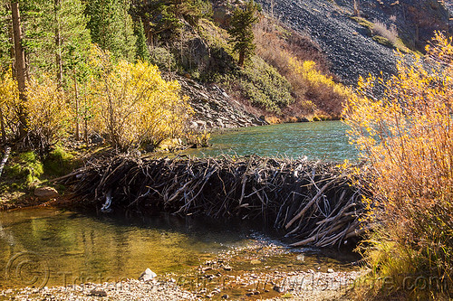beaver dam in lundy canyon - sierra mountains (california), beaver dam, california, eastern sierra, lake, landscape, lundy canyon, river, tree branches, tree limbs, valley