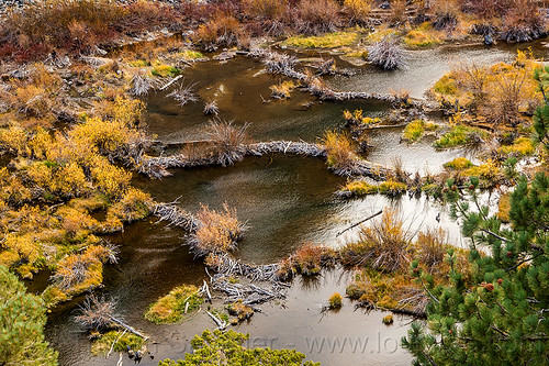 beaver dams in lundy canyon (california), beaver dam, california, eastern sierra, lake, landscape, lundy canyon, river, tree branches, tree limbs, valley