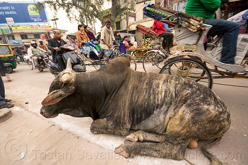 big bull oblivious to street traffic (india), bicycles, bikes, bull, cycle rickshaws, laying down, motorcycles, moving, resting, street cow, traffic, varanasi