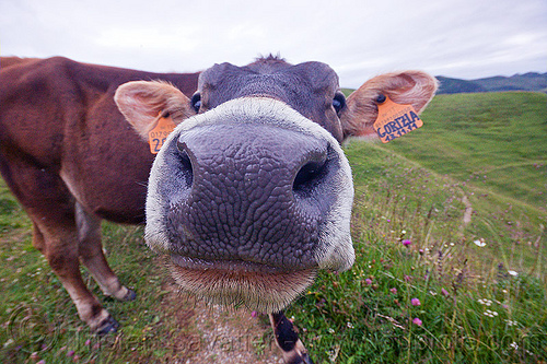 black cow nose, black nose, black snout, cow nose, cow snout, ear tags, gorizia, grass field, grassland, nostrils