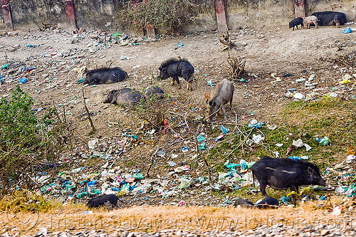black pigs - plastic trash (india), dump, environment, foraging, garbage, pigs, plastic trash, pollution, single use plastics