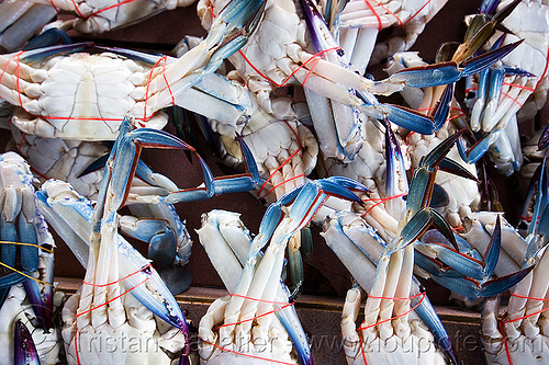 blue crabs at fish market - lahad datu (borneo), blue crabs, blue manna crabs, blue swimmer crabs, borneo, fish market, flower crabs, food, malaysia, portunidae, portunus pelagicus, rajungan, red ties, sand crabs, seafood