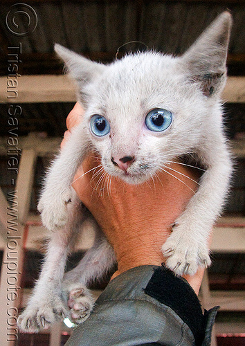 blue eyed stray kitten, blue eyed, blue eyes, claws, dirty nose, hand, stray cat, white cat, white kitten