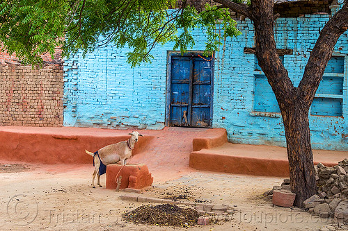 blue house with goat (india), blue house, goat, khoaja phool, village, खोअजा फूल