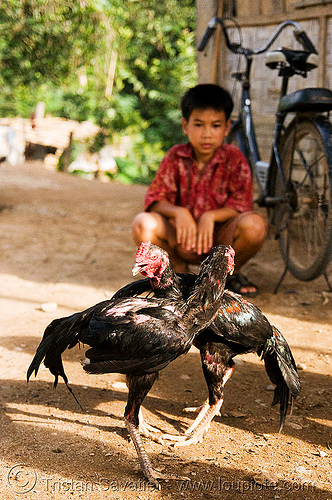 boy and his gamecocks - cockfighting (laos), birds, boy, cock fight, cock-fighting, cockbirds, fighting roosters, gamecocks, luang prabang, poultry