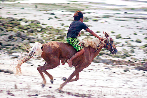 boy bareback riding on beach - lombok island (indonesia), bare feet, bareback riding, beach, boy, bridle, gallop, galloping, horse, horseback riding, lombok, man, pantai, rider, running, skinny, yougster