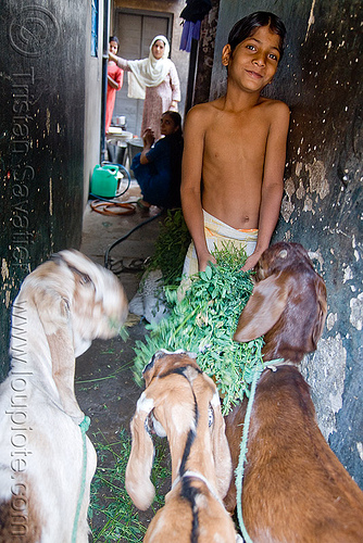boy feeding goats - jaipur (india), boy, goats, jaipur