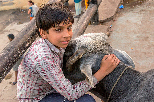 boy with his cow (india), boy, child, ghats, kid, neck, sitting, street cow, varanasi, water buffalo