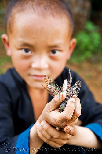 boy with live cicadas (laos), boy, child, cicadas, hands, hintang archaeological park, hintang houamuang, insects, kid, san kong phanh