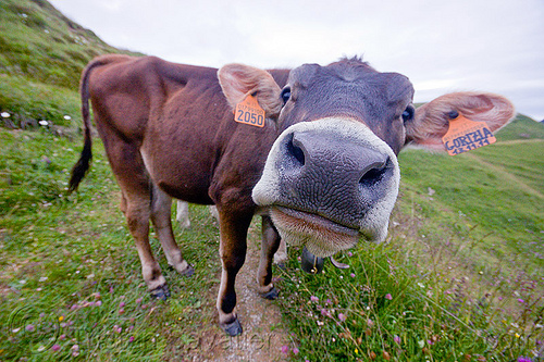 brown cow snout, 2050, black nose, black snout, cow nose, cow snout, ear tags, gorizia, grass field, grassland, nostrils