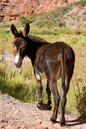 brown donkey, argentina, asinus, burro, chains, donkey, equine, equus, feet, mule, noroeste argentino, pony, restraint, shackled, shackles, working animal