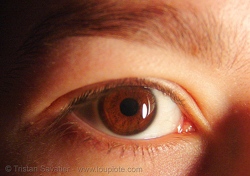 brown eye closeup - coraline, beautiful eyes, closeup, cora, eye color, iris, woman