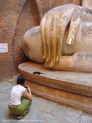ลูกแมว - พระพุทธรูป - buddha hand - วัดศรีชุม - wat si chum - อุทยาน ประวัติศาสตร์ สุโขทัย - เมือง เก่า สุโขทัย - sukhothai - thailand, buddha image, buddha statue, buddhism, buddhist temple, cat, cross-legged, fingers, giant buddha, gilded, hand, kitten, sculpture, sukhothai, wat si chum, woman, พระพุทธรูป, วัดศรีชุม, อุทยาน ประวัติศาสตร์ สุโขทัย, เมือง เก่า สุโขทัย