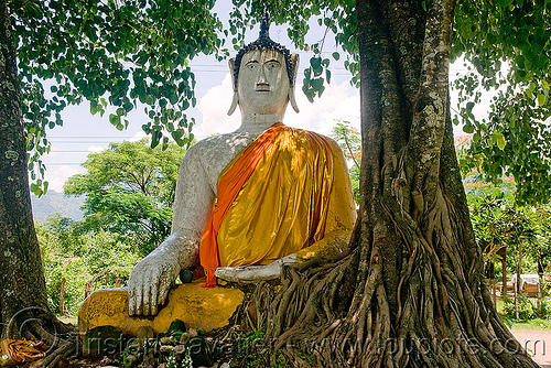 buddha statue and tree, buddha image, buddha statue, buddhism, cross-legged, khmer temple, tree roots, wat phu champasak