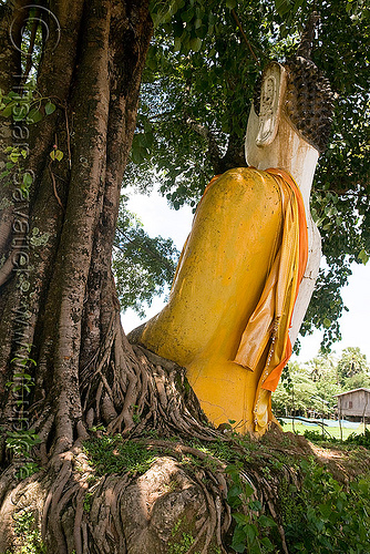 buddha statue and tree roots, buddha image, buddha statue, buddhism, cross-legged, khmer temple, tree roots, wat phu champasak